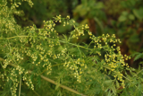 Artemisia annua RCP10-2015 (40).JPG
